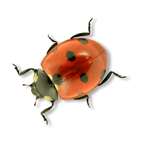 ladybugs
