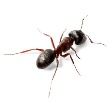 ant