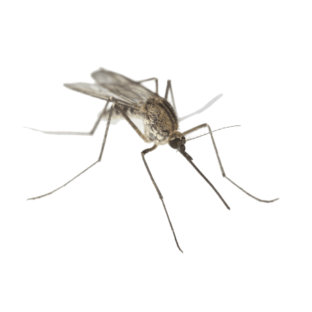 mosquito