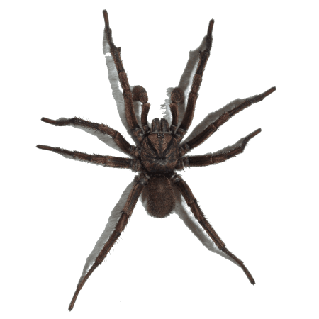 spider