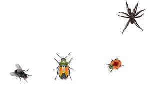 Broma De Insecto En La Pantalla